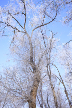 樹林