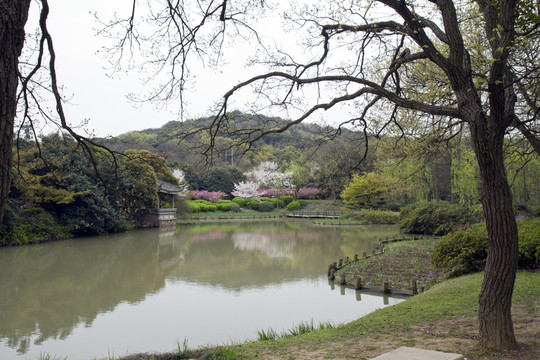 無(wú)錫黿頭渚風(fēng)景區(qū) 黿頭渚 櫻花