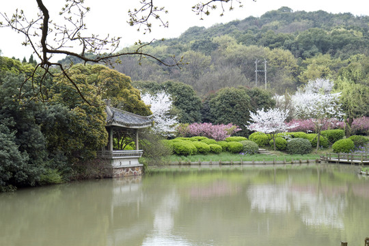 無錫黿頭渚風(fēng)景區(qū) 黿頭渚 櫻花