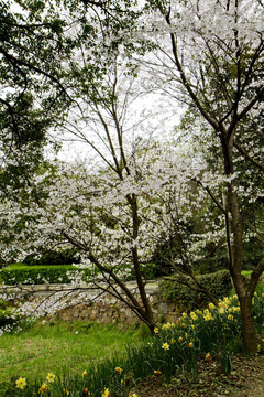 無錫黿頭渚風(fēng)景區(qū) 黿頭渚 櫻花