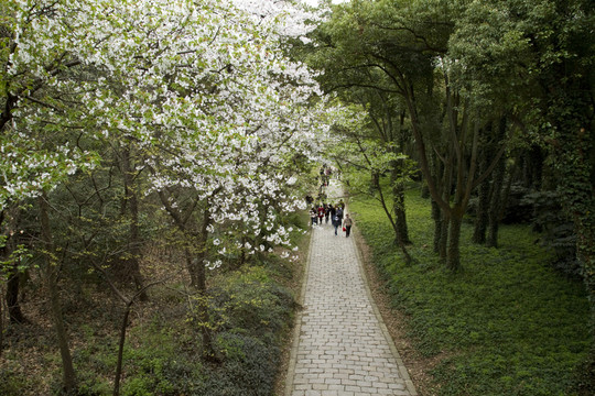 無錫黿頭渚風(fēng)景區(qū) 黿頭渚 櫻花