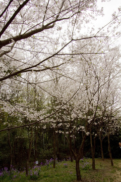 無錫黿頭渚風(fēng)景區(qū) 黿頭渚 櫻花