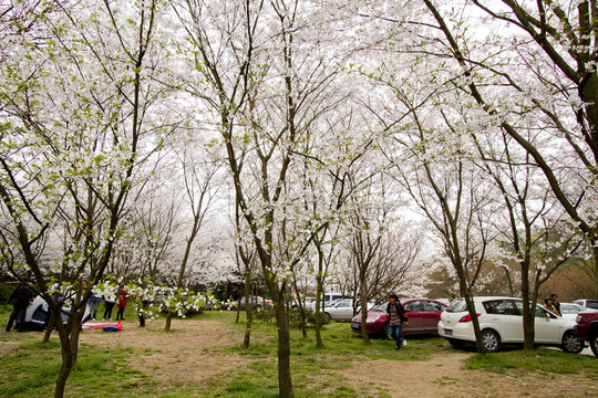 無錫黿頭渚風(fēng)景區(qū) 黿頭渚 櫻花