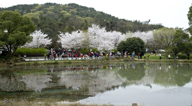 無錫黿頭渚風(fēng)景區(qū) 黿頭渚 櫻花