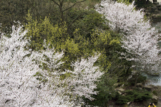 無(wú)錫黿頭渚風(fēng)景區(qū) 黿頭渚 櫻花