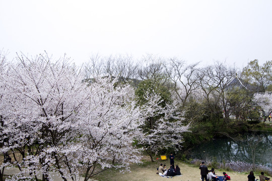 無錫黿頭渚風景區(qū) 黿頭渚 櫻花