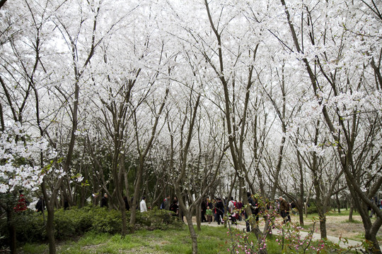 無(wú)錫黿頭渚風(fēng)景區(qū) 黿頭渚 櫻花