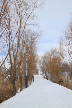 柳林雪道