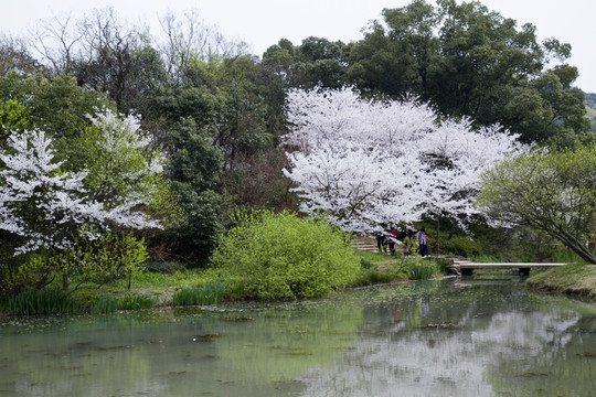 無錫黿頭渚風(fēng)景區(qū) 黿頭渚 櫻花