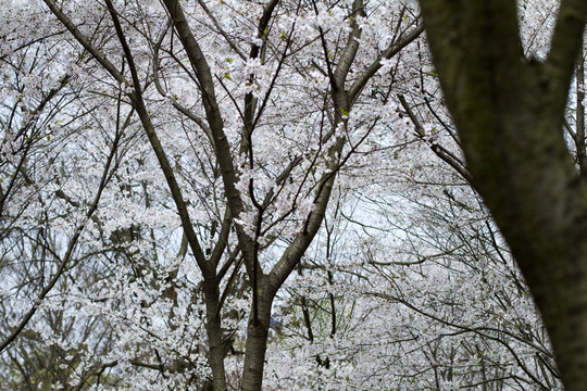 無錫黿頭渚風(fēng)景區(qū) 黿頭渚 櫻花
