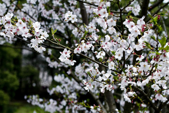 無錫黿頭渚風(fēng)景區(qū) 黿頭渚 櫻花