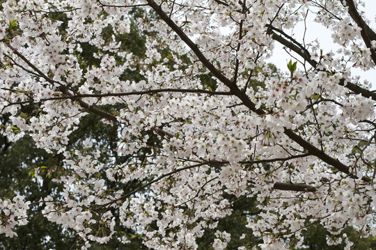 無錫黿頭渚風(fēng)景區(qū) 黿頭渚 櫻花