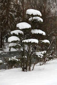 樹木上的積雪