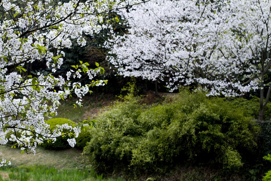 無錫黿頭渚風(fēng)景區(qū) 黿頭渚 櫻花