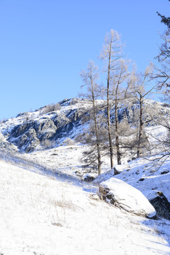 雪山 松林