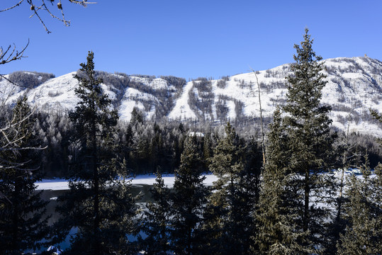 雪山 森林