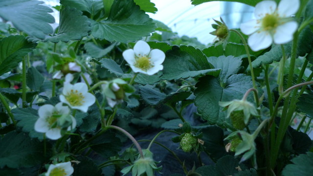 花卉 葉子 植物  春天 晴天