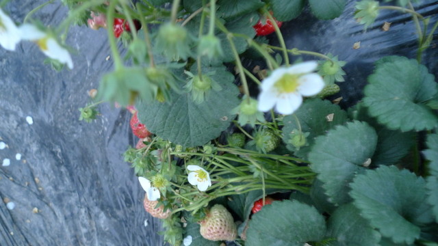 花卉 葉子 植物  春天 晴天