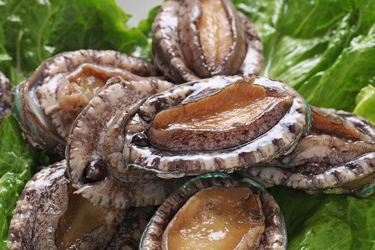 南非鮑魚(yú)