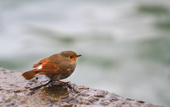 紅尾水鴝  鳥   水鳥