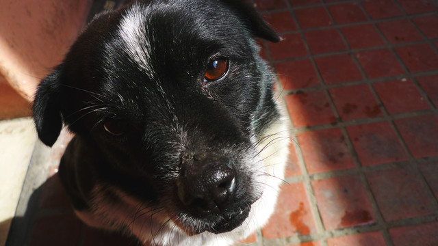 寵物犬 狗 邊牧犬 可愛 養(yǎng)狗