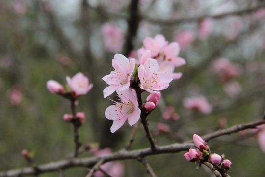 桃花
