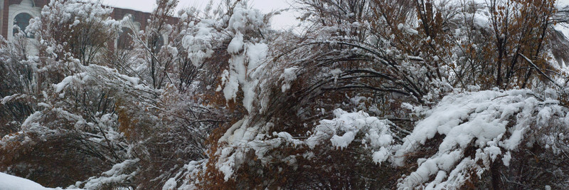 雪樹
