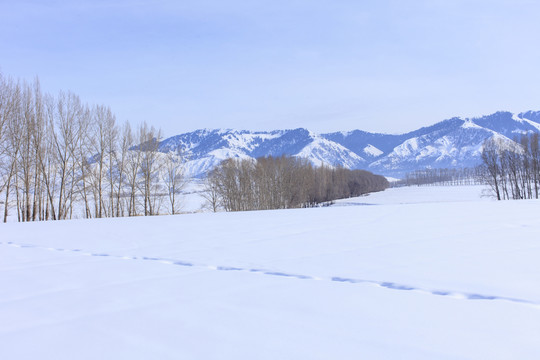 雪原