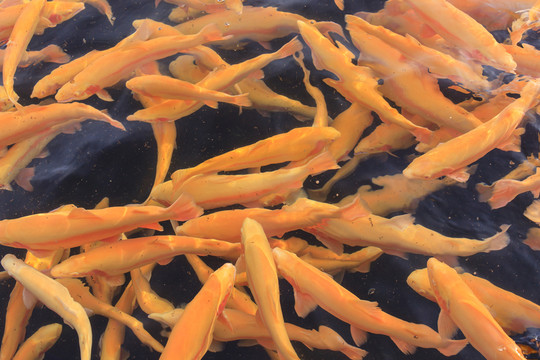 三紋魚