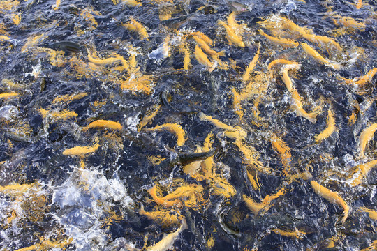 三紋魚