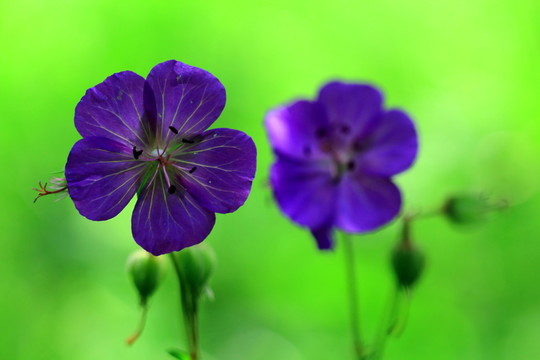 姊妹花