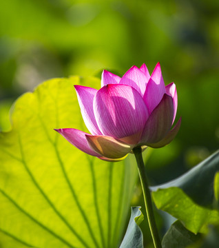 荷花