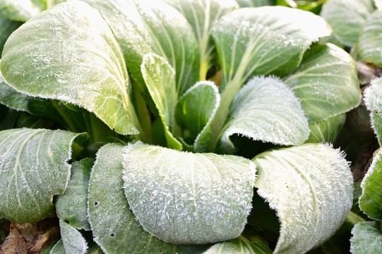 霜 青菜