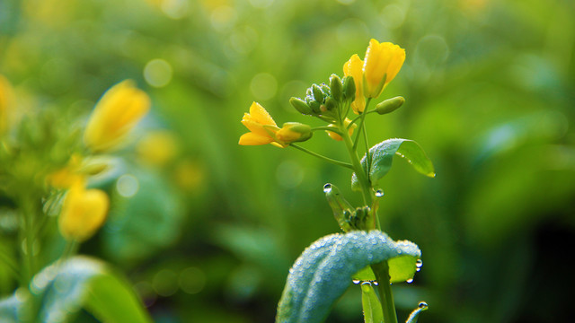 油菜花初放