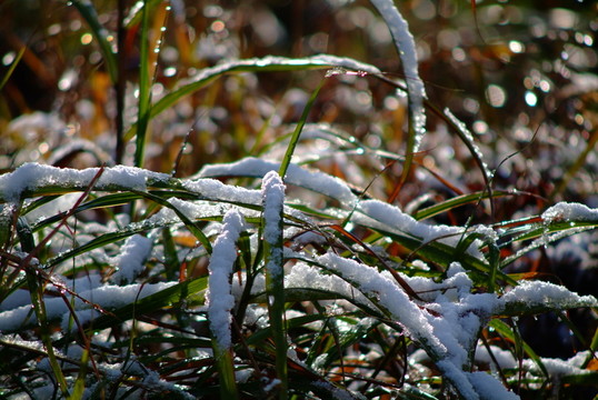 白雪