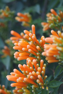 炮仗花
