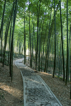 佘山 竹林