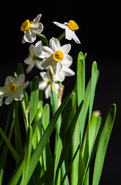 水仙花