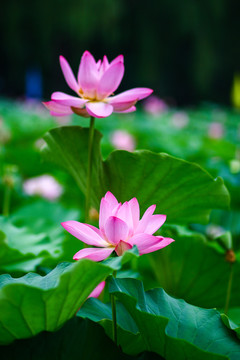 荷花