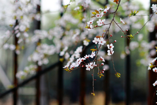 盛開(kāi)的櫻花