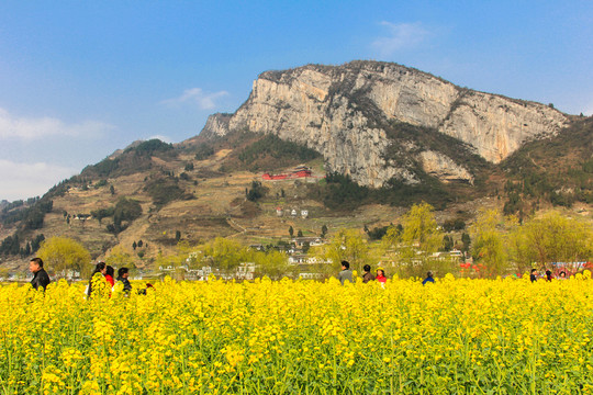 四川古藺雙沙油菜花