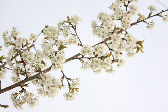 櫻桃花
