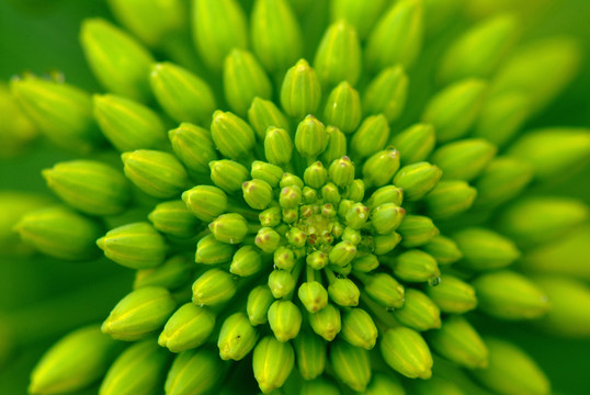 花心