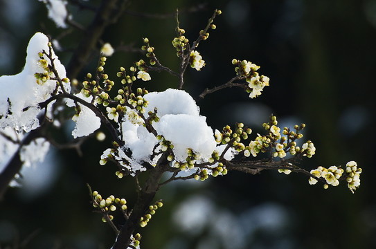 臘梅冰雪