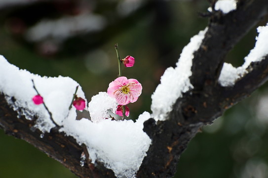 紅梅冰雪