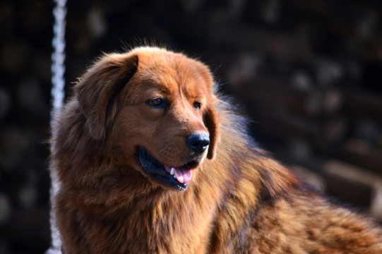 藏獒 狗