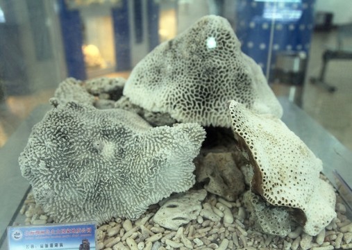 潿洲島產(chǎn)珊瑚標本