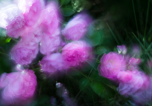 薔薇花