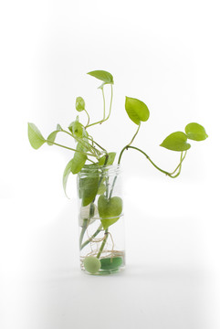 植物