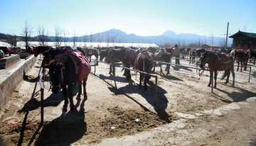 茶馬古道
